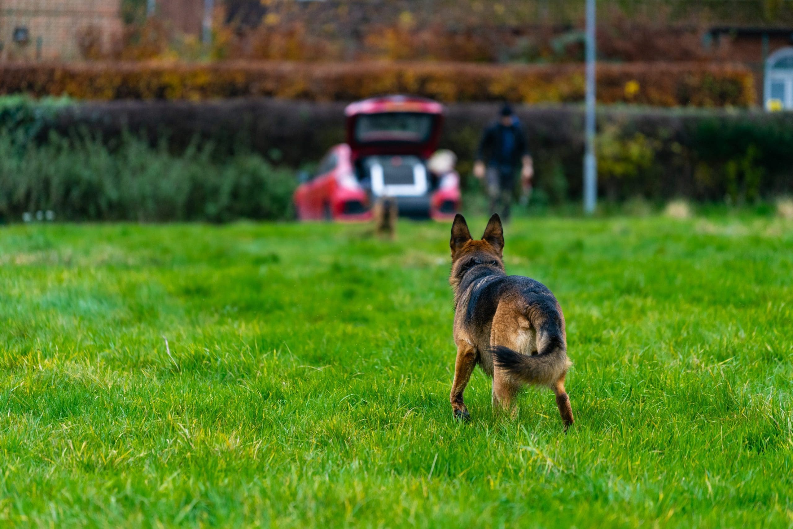 dog boarding running to car