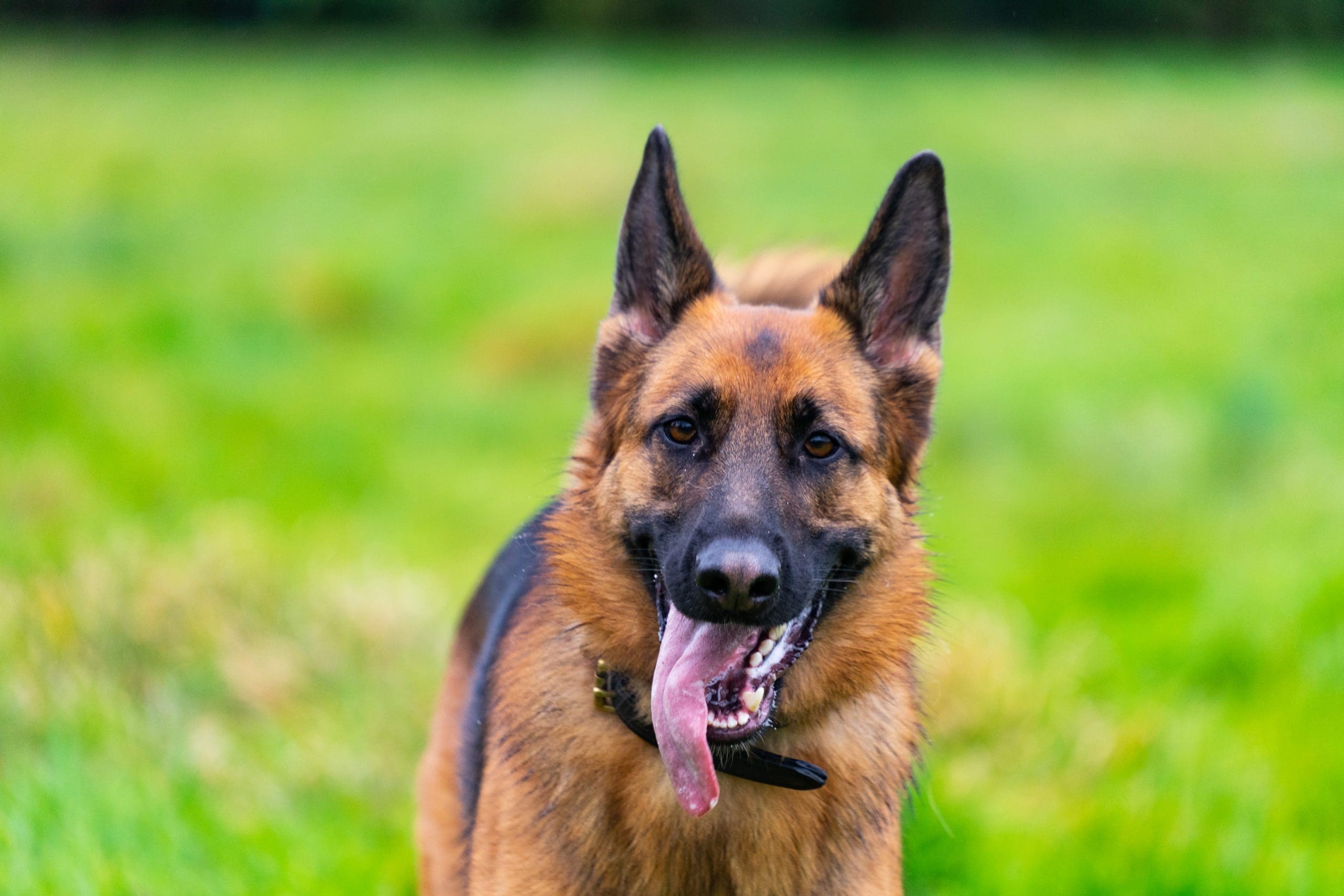 German shepherd recall training