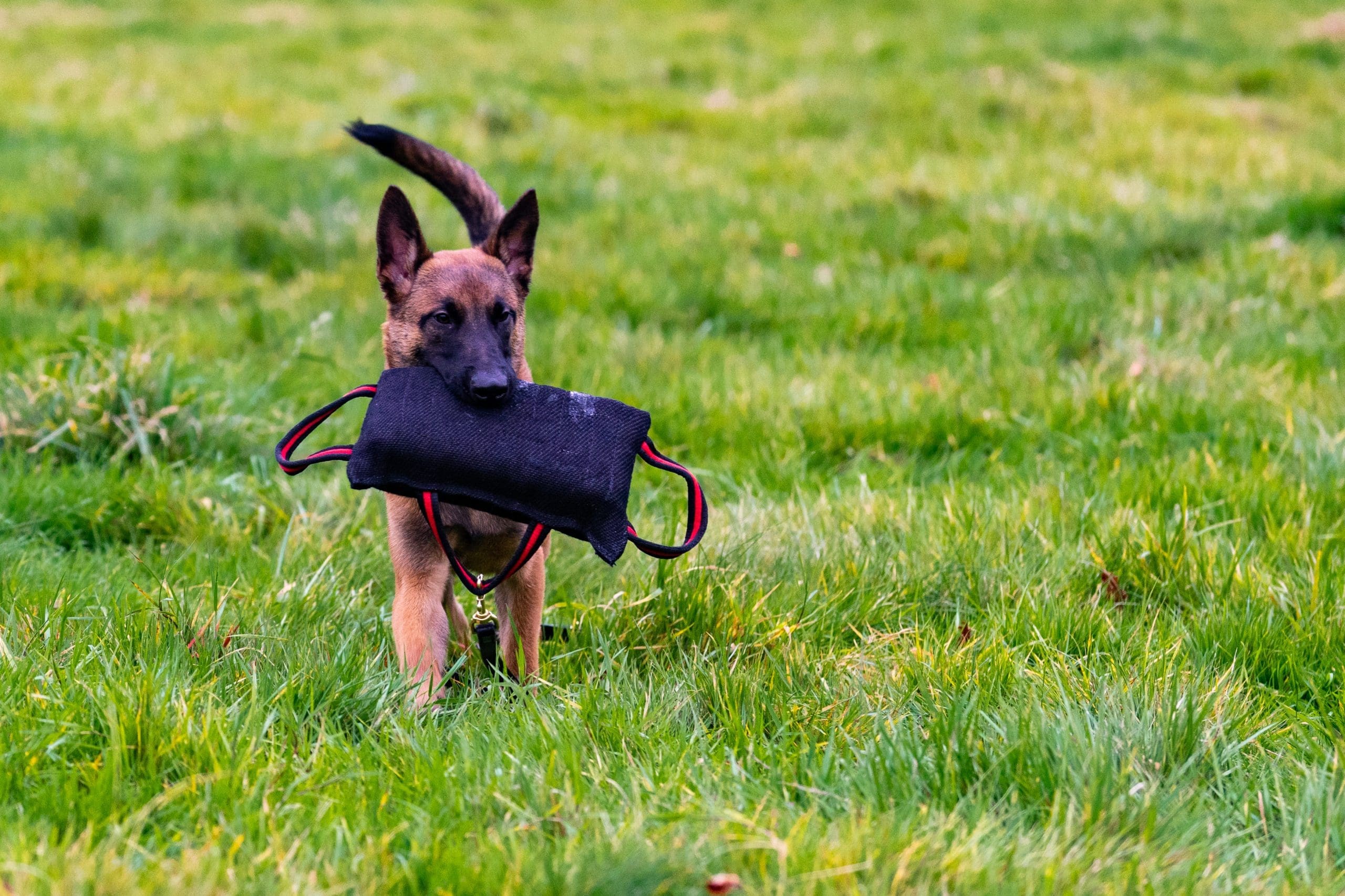 Training with dog